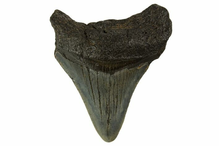 Juvenile Megalodon Tooth - South Carolina #332104